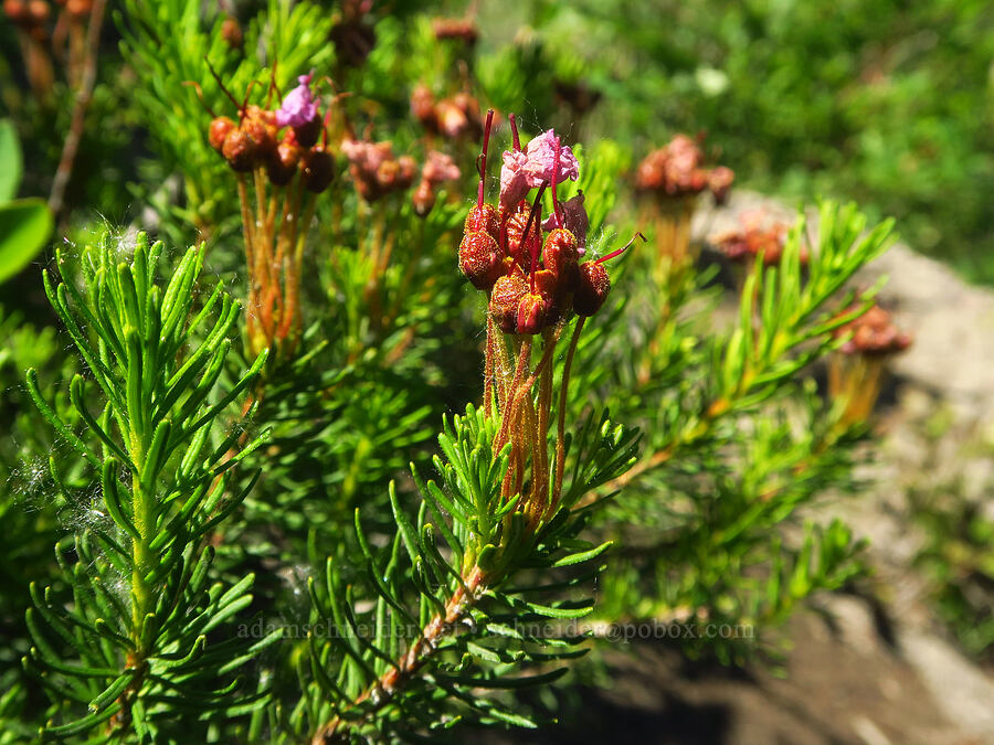 pink mountain heather, going to seed (Phyllodoce empetriformis) [Loowit Trail, Mt. St. Helens National Volcanic Monument, Skamania County, Washington]