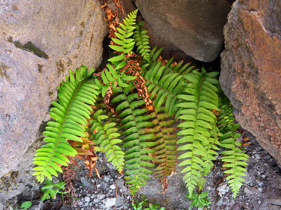 sword fern (Polystichum munitum) [Sasquatch Steps, Mt. St. Helens National Volcanic Monument, Skamania County, Washington]