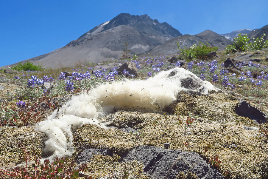 mountain goat fur (Oreamnos americanus) [Sasquatch Steps, Mt. St. Helens National Volcanic Monument, Skamania County, Washington]