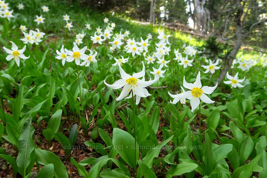 avalanche lilies (Erythronium montanum) [Eagle Point Trail, Olympic National Park, Clallam County, Washington]