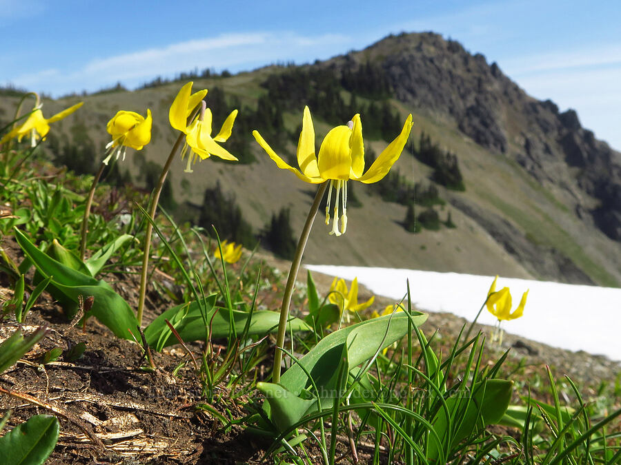 glacier lilies (Erythronium grandiflorum) [Eagle Point Trail, Olympic National Park, Clallam County, Washington]