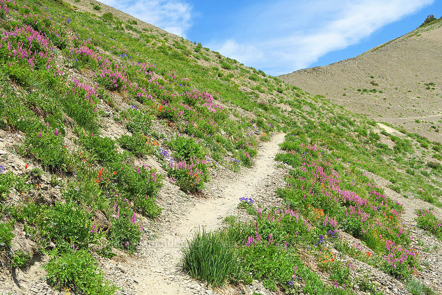 wildflowers (Hedysarum occidentale, Castilleja miniata, Delphinium glareosum, Bistorta bistortoides (Polygonum bistortoides)) [Obstruction Point-Deer Park Trail, Olympic National Park, Clallam County, Washington]