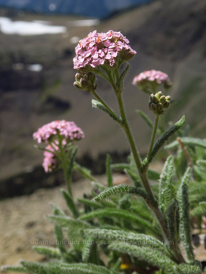 pink yarrow (Achillea millefolium) [Obstruction Point-Deer Park Trail, Olympic National Park, Clallam County, Washington]