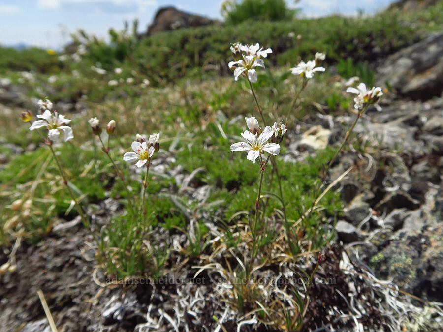 slender mountain sandwort (Eremogone capillaris (Arenaria capillaris)) [Elk Mountain, Olympic National Park, Clallam County, Washington]