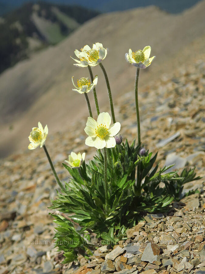 cut-leaf anemone (Anemone multifida) [Elk Mountain, Olympic National Park, Clallam County, Washington]