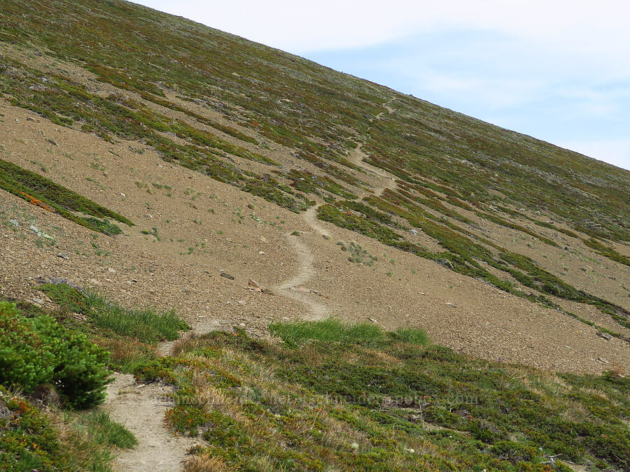 the trail [Elk Mountain Trail, Olympic National Park, Clallam County, Washington]