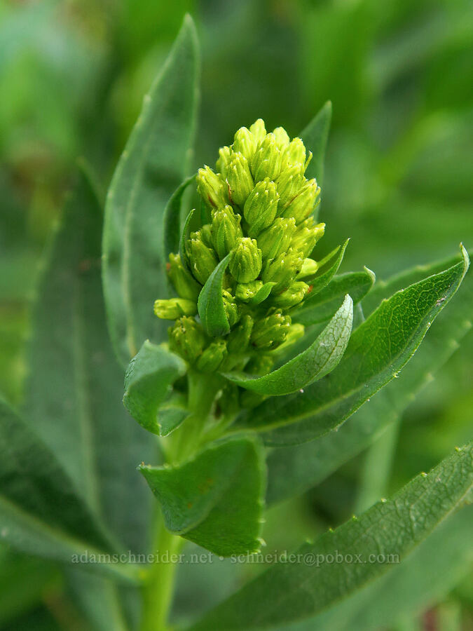 goldenrod, budding (Solidago sp.) [Elk Mountain Trail, Olympic National Park, Clallam County, Washington]