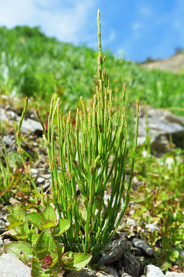 horsetails (Equisetum arvense) [Elk Mountain Trail, Olympic National Park, Clallam County, Washington]