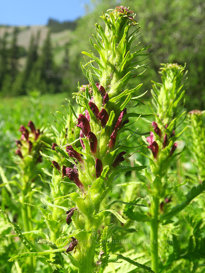 red bracted lousewort (Pedicularis bracteosa var. atrosanguinea) [Badger Valley Trail, Olympic National Park, Clallam County, Washington]
