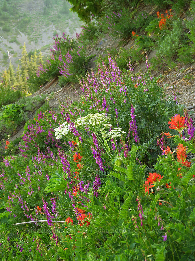 wildflowers (Hedysarum occidentale, Castilleja miniata, Heracleum maximum) [Badger Valley Trail, Olympic National Park, Clallam County, Washington]
