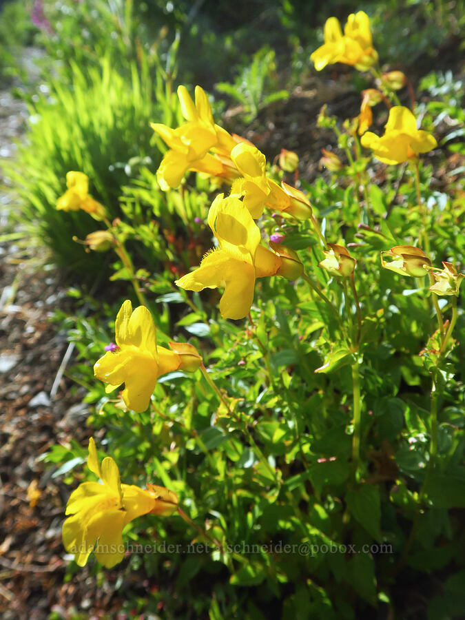 yellow monkeyflower (Erythranthe sp. (Mimulus sp.)) [Badger Valley Trail, Olympic National Park, Clallam County, Washington]