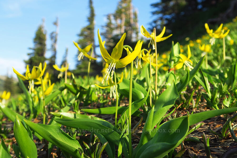 glacier lilies (Erythronium grandiflorum) [Obstruction Point Road, Olympic National Park, Clallam County, Washington]