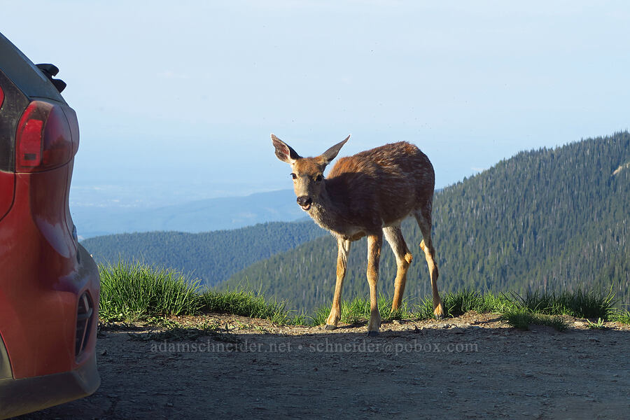 young black-tailed deer (Odocoileus hemionus columbianus) [Obstruction Point Road, Olympic National Park, Clallam County, Washington]