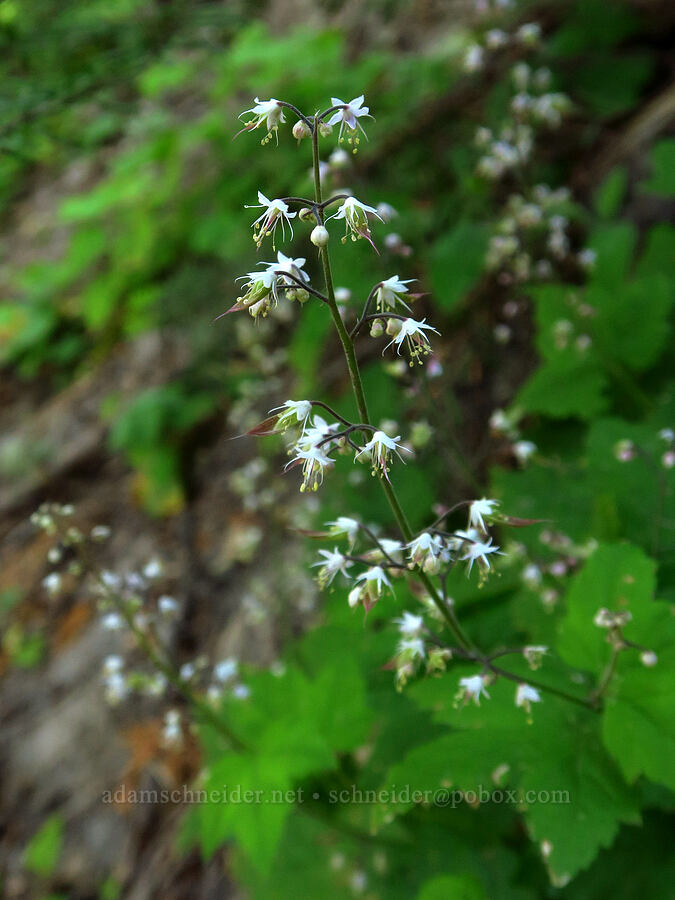 foamflower (Tiarella trifoliata) [Pacific Crest Trail, Mt. Hood Wilderness, Clackamas County, Oregon]