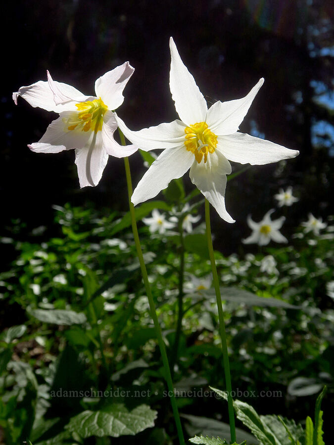 avalanche lilies (Erythronium montanum) [Paradise Park Trail, Mt. Hood Wilderness, Clackamas County, Oregon]