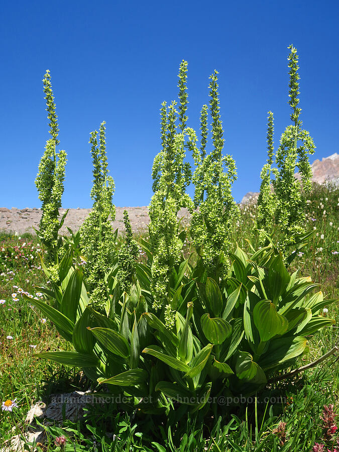 green corn lilies (Veratrum viride var. eschscholzianum (Veratrum eschscholtzianum)) [Paradise Park, Mt. Hood Wilderness, Clackamas County, Oregon]