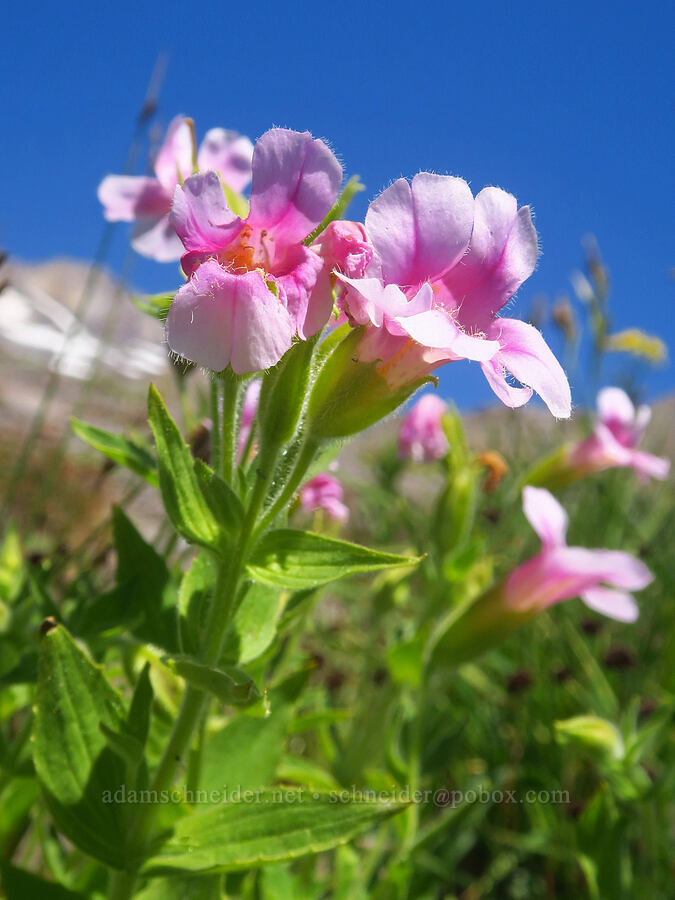 pale pink Lewis' monkeyflower (Erythranthe lewisii (Mimulus lewisii)) [Paradise Park, Mt. Hood Wilderness, Clackamas County, Oregon]