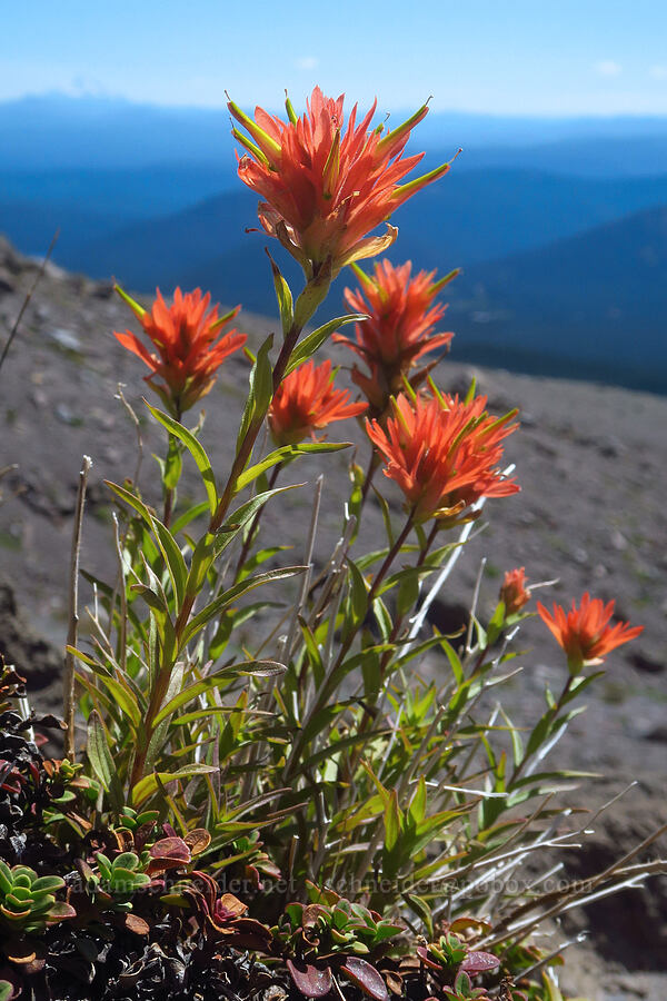 scarlet paintbrush (Castilleja miniata) [above Paradise Park, Mt. Hood Wilderness, Clackamas County, Oregon]