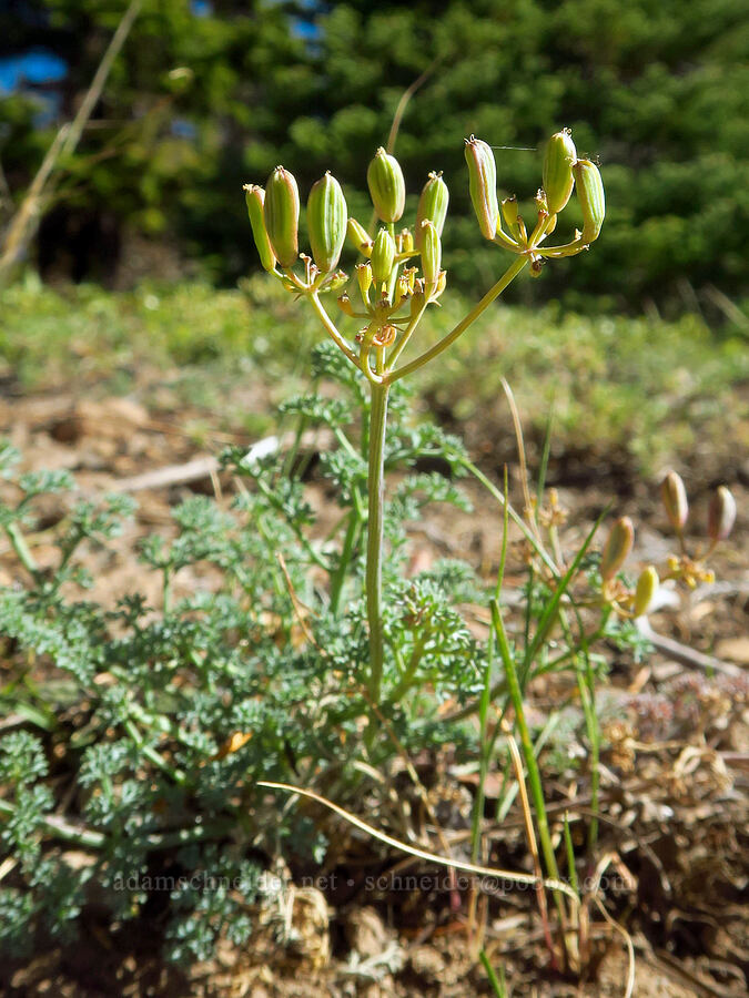 Burnt Mountain desert parsley (Lomatium refugianum) [Ironstone Mountain Trail, William O. Douglas Wilderness, Yakima County, Washington]