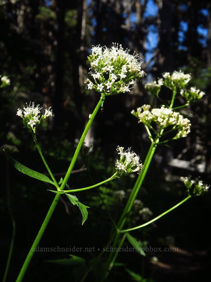 Sitka valerian (Valeriana sitchensis) [Ironstone Mountain Trail, William O. Douglas Wilderness, Yakima County, Washington]