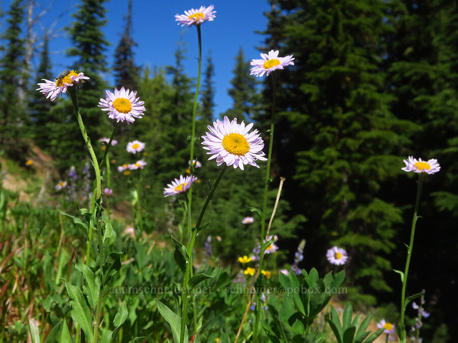 subalpine fleabane (Erigeron glacialis var. glacialis) [Ironstone Mountain Trail, William O. Douglas Wilderness, Yakima County, Washington]