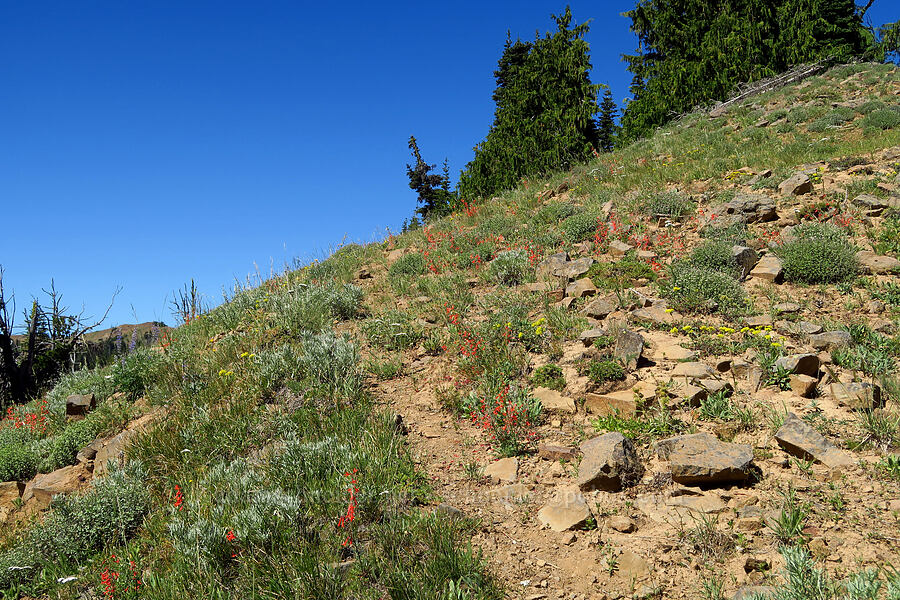 wildflowers [Ironstone Mountain Trail, William O. Douglas Wilderness, Yakima County, Washington]