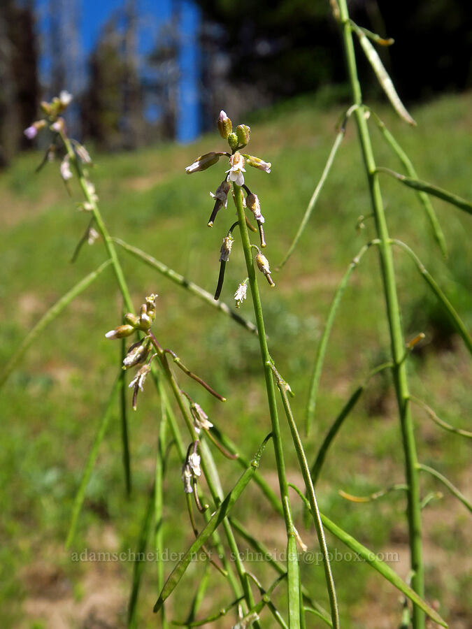 few-flowered rock-cress (Boechera pauciflora (Arabis sparsiflora var. subvillosa)) [Ironstone Mountain Trail, William O. Douglas Wilderness, Yakima County, Washington]