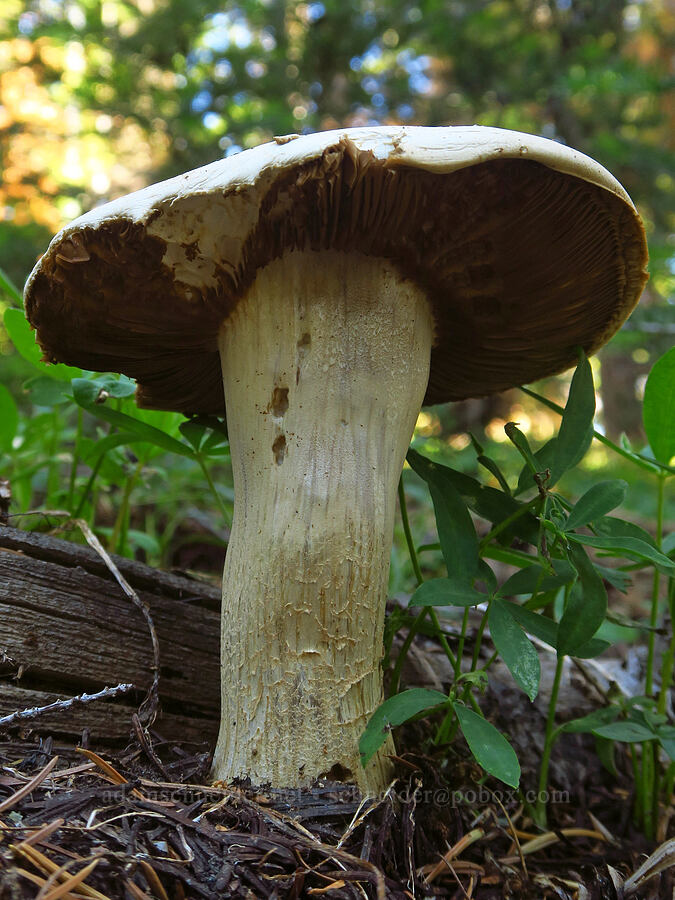 mushroom [Ironstone Mountain Trail, William O. Douglas Wilderness, Yakima County, Washington]
