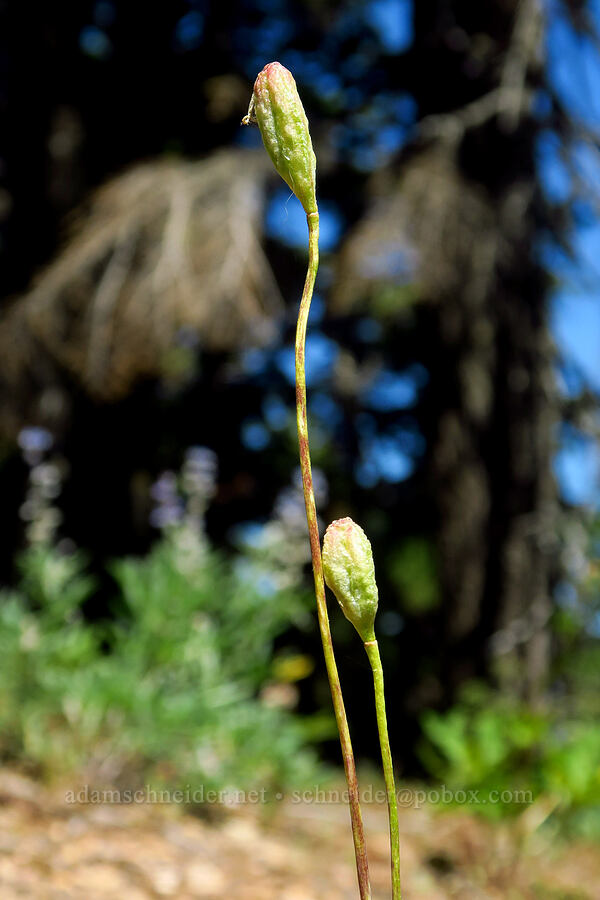 glacier lily, going to seed (Erythronium grandiflorum) [Ironstone Mountain Trail, William O. Douglas Wilderness, Yakima County, Washington]
