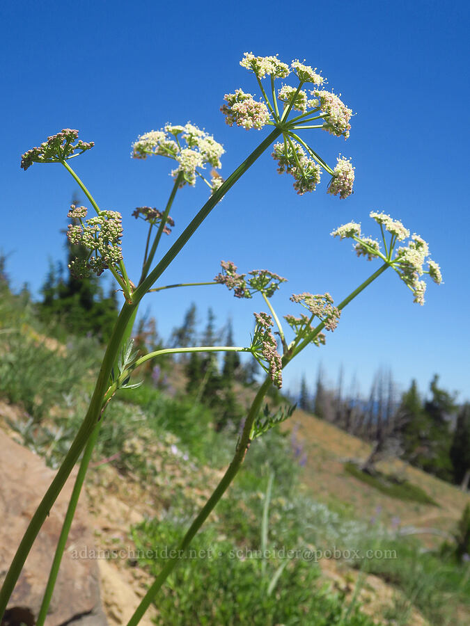 Gray's lovage (Ligusticum grayi) [Ironstone Mountain Trail, William O. Douglas Wilderness, Yakima County, Washington]