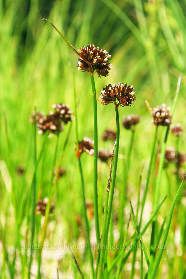 rush flowers (Juncus sp.) [Shellrock Peak Trail, William O. Douglas Wilderness, Yakima County, Washington]