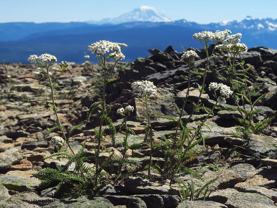 yarrow (Achillea millefolium) [Shellrock Peak, William O. Douglas Wilderness, Yakima County, Washington]