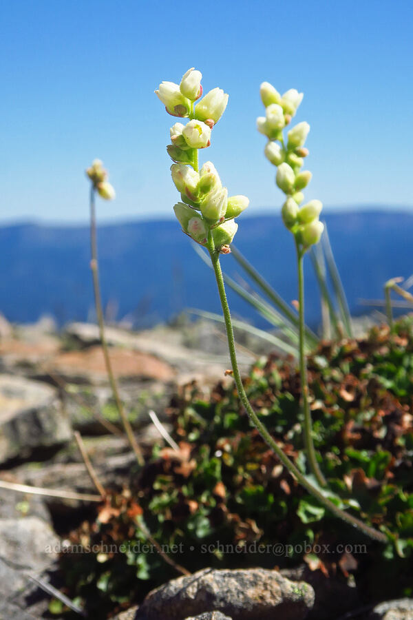 alpine alumroot (Heuchera cylindrica var. alpina) [Shellrock Peak, William O. Douglas Wilderness, Yakima County, Washington]