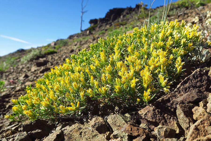 yellow rabbit-brush (Chrysothamnus viscidiflorus (Ericameria viscidiflora)) [Ironstone Mountain Trail, William O. Douglas Wilderness, Yakima County, Washington]