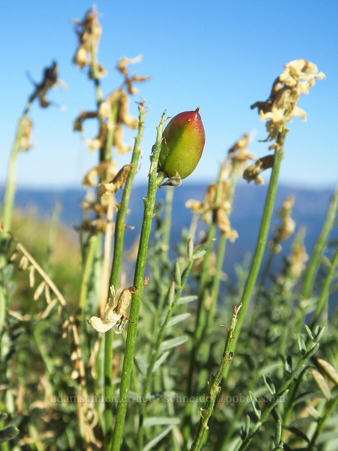 Yakima milk-vetch, going to seed (Astragalus reventiformis) [Ironstone Mountain Trail, William O. Douglas Wilderness, Yakima County, Washington]