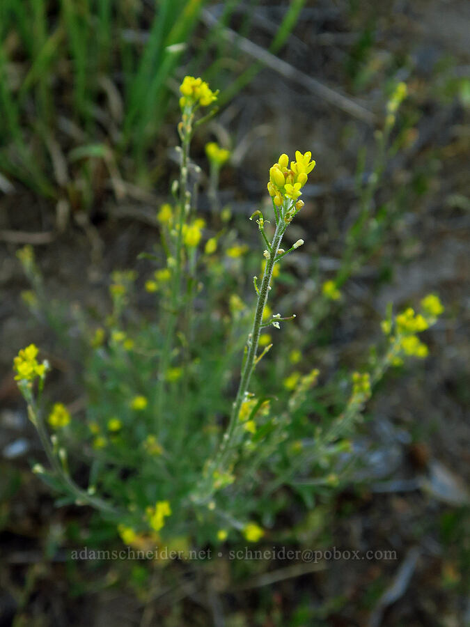 tansy-mustard (?) (Descurainia sp.) [Cash Prairie, Okanogan-Wenatchee National Forest, Yakima County, Washington]