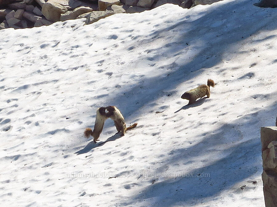 fighting marmots (Marmota caligata) [below The Castle, Mount Rainier National Park, Lewis County, Washington]