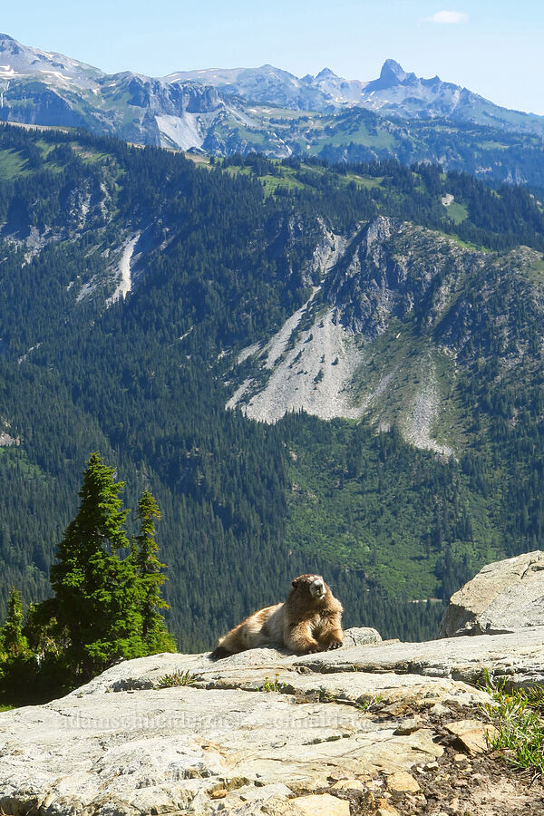 hoary marmot (Marmota caligata) [Tatoosh Range, Mount Rainier National Park, Lewis County, Washington]