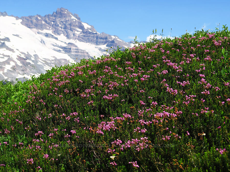 pink mountain heather (Phyllodoce empetriformis) [Foss Peak, Mount Rainier National Park, Lewis County, Washington]