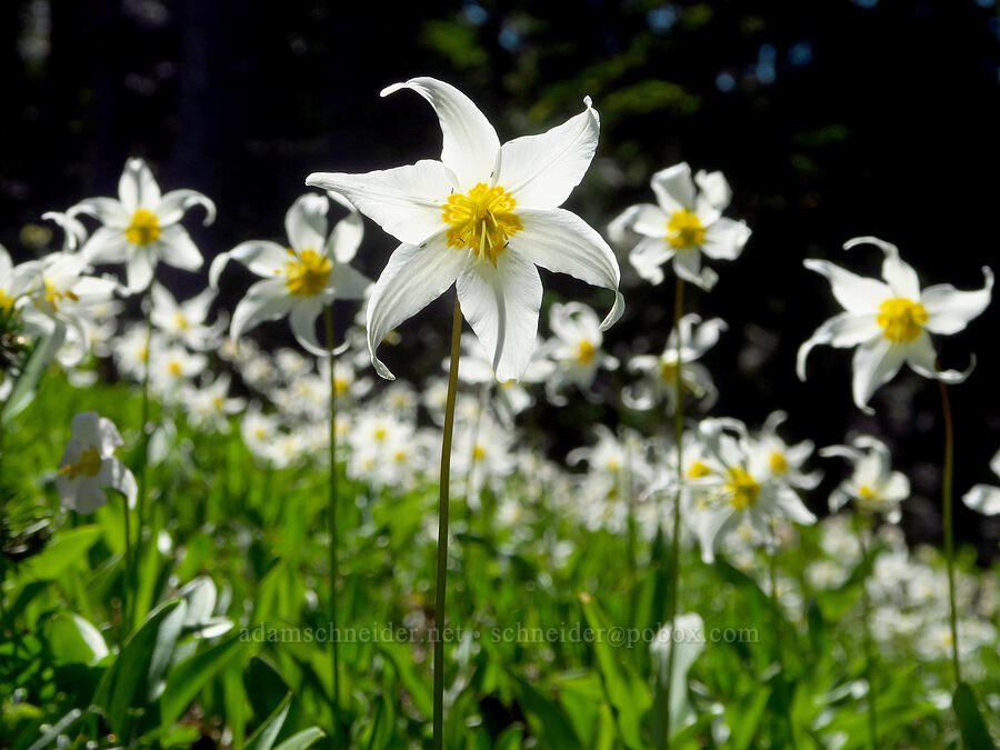 avalanche lilies (Erythronium montanum) [Foss Peak, Mount Rainier National Park, Lewis County, Washington]