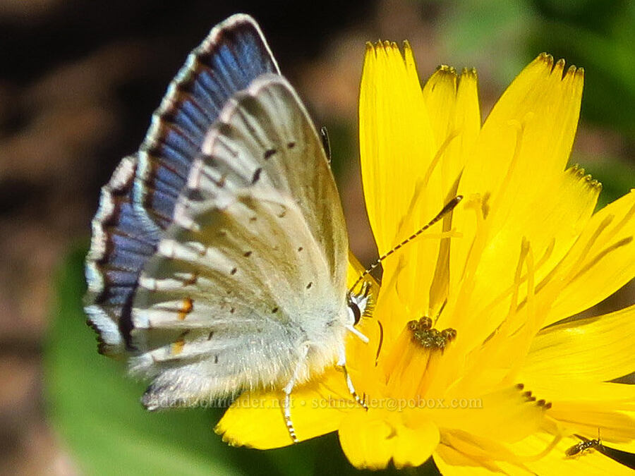 Anna's blue butterfly on agoseris (Plebejus anna, Nothocalais alpestris (Microseris alpestris)) [Foss Peak, Mount Rainier National Park, Lewis County, Washington]