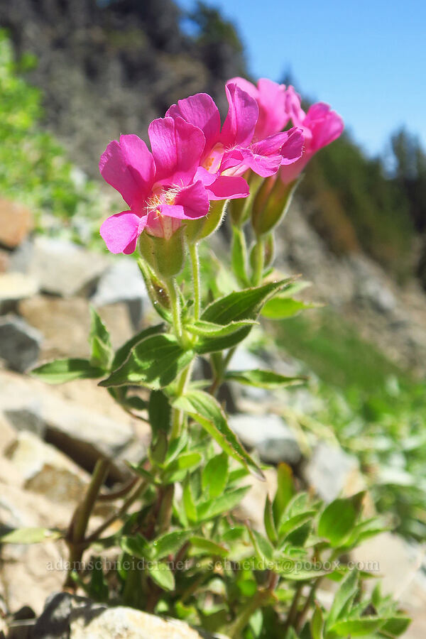 Lewis' monkeyflower (Erythranthe lewisii (Mimulus lewisii)) [Tatoosh Range, Mount Rainier National Park, Lewis County, Washington]
