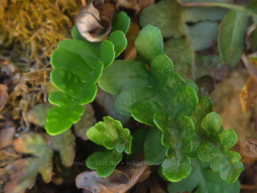 irregular polypody fern (Polypodium amorphum) [Plummer Peak, Mount Rainier National Park, Lewis County, Washington]