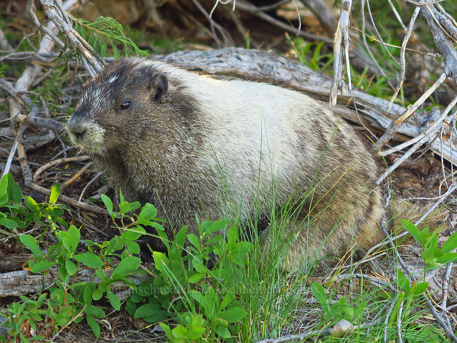 hoary marmot (Marmota caligata) [Tatoosh Range, Mount Rainier National Park, Lewis County, Washington]