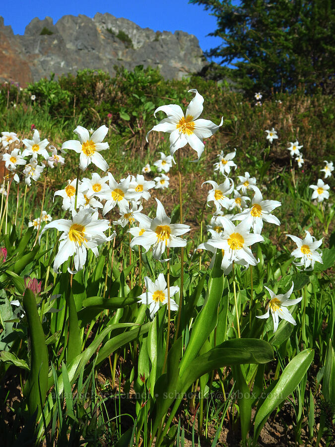 avalanche lilies (Erythronium montanum) [Pinnacle Peak Trail, Mount Rainier National Park, Lewis County, Washington]