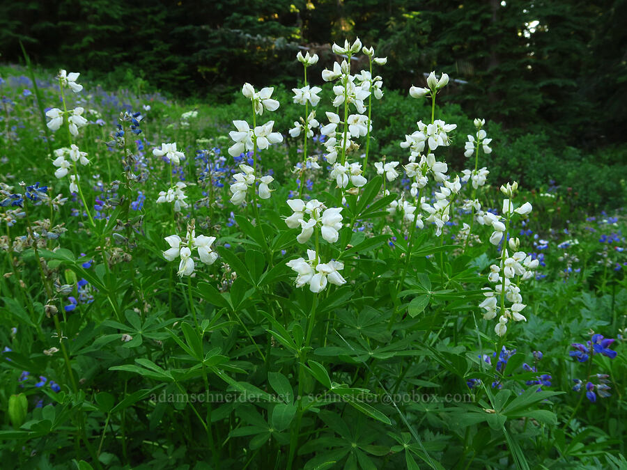 white lupines (Lupinus latifolius) [Pinnacle Peak Trail, Mount Rainier National Park, Lewis County, Washington]