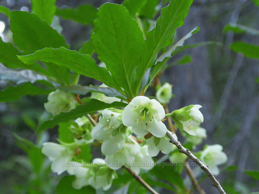 white rhododendron (Cascade azalea) (Rhododendron albiflorum) [Pinnacle Peak Trail, Mount Rainier National Park, Lewis County, Washington]