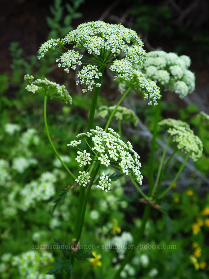Canby's lovage (Ligusticum canbyi) [Stevens Canyon Road, Mount Rainier National Park, Lewis County, Washington]