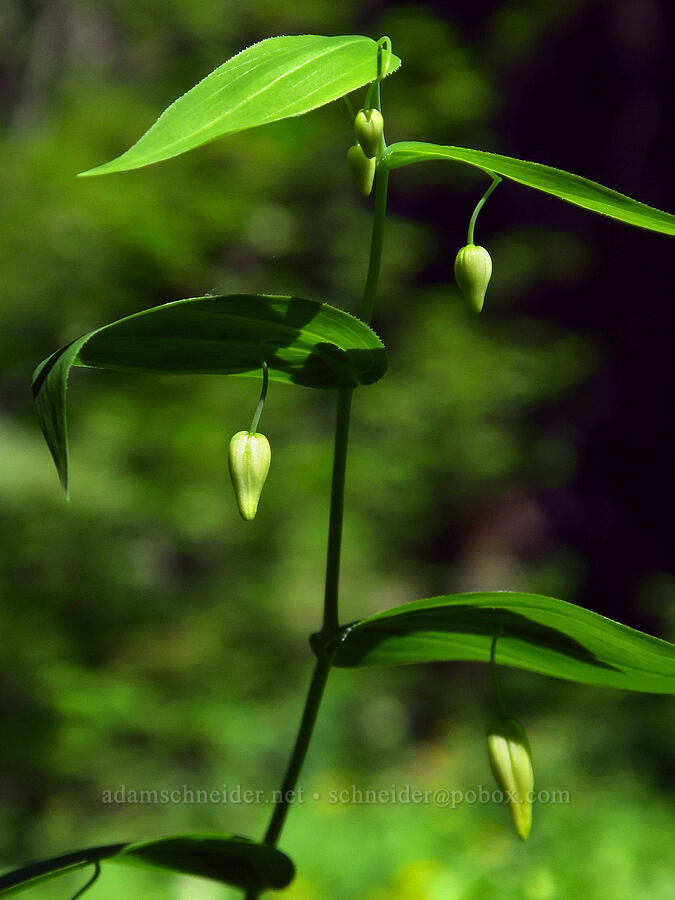 clasping twisted-stalk, budding (Streptopus amplexifolius) [Moon Point Trail, Willamette National Forest, Lane County, Oregon]