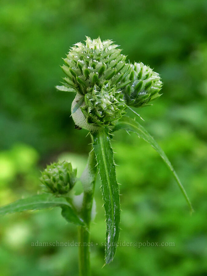 few-leaf thistle, budding (Cirsium remotifolium var. odontolepis) [Moon Point Trail, Willamette National Forest, Lane County, Oregon]